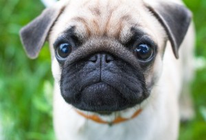 Pug stare at camera